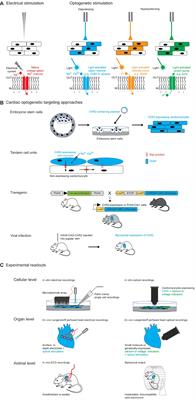 Principles of Optogenetic Methods and Their Application to Cardiac Experimental Systems